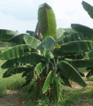 5 Pc Seeds Musa Thomsonii Plant, Musa Banana Fruit Seeds for Planting | RK - £19.83 GBP