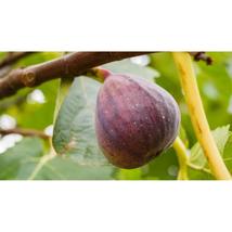 100+ Olympian Fig Seeds | Sweet Heirloom Fruit for Home Gardens - $16.50