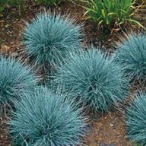 30+ Blue Fescue Seed Perennial Festuca Ornamental Grass Drought Tolerant - £7.83 GBP
