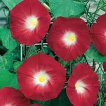 Scarlet O&#39; Hara Morning Glory 25+ Seeds Organic, Beautiful Season Long Blooms. - £1.56 GBP
