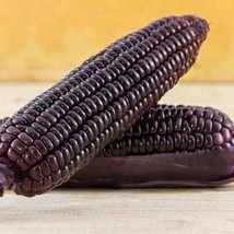 New Fresh Seeds Purple Flint Corn Seed Beautiful Maize Garden Crop Seeds - £9.36 GBP