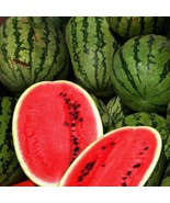 Cal Sweet Supreme Watermelon Seeds 25+ Fruit Melon Heirloom NON-GMO   - £3.14 GBP