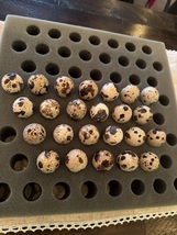 24  quail hatching eggs thumb200