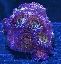 Golden Space Monsters Zoanthids  - £16.43 GBP+