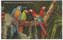 Postcard Colorful Macaws Parrot Jungle South Miami Florida - £3.09 GBP