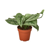 4&quot; Pot - Pothos &#39;Silver Splash&#39; - Houseplant - Living Room - FREE SHIP - £38.74 GBP