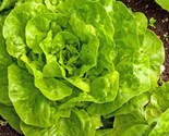 Buttercrunch Lettuce Seeds 500 Seeds Non-Gmo  Fast Shipping - $7.99