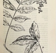 1905 Poison Ivy Poison Sumac Flower Print Pen &amp; Ink Lithograph Antique Art  - £23.58 GBP