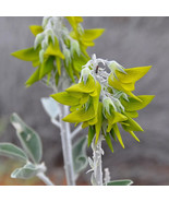 10 Green Bird Flower Seeds Crotalaria Cunninghamii High Quality Seeds - $27.33