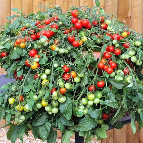 50 Seeds Carmelita Tomato Juicy Tomatoe Vegetable Garden New Fresh Seeds... - £5.84 GBP