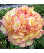 Wudao Big Blooming Wavy Yellow Peony With Red Edge 5 Seeds Chinese Light... - $10.23