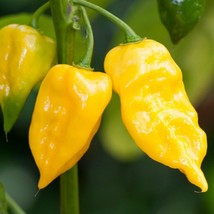 Chili Habanero Lemon Hot Pepper Seeds, professional pack, yellow organic non-gmo - £9.88 GBP