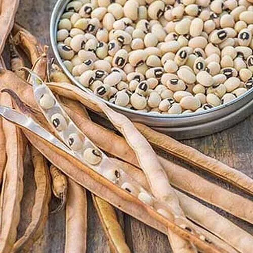 Black Eyed Peas Eyed Southern Cow Pea Vegetable 50 Seeds Fresh Garden - £6.37 GBP