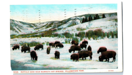 Buffalo Herd Mammoth Hot Springs Yellowstone Park Wyoming Postcard Posted 1930 - £4.03 GBP