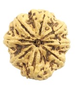 Rare Super Collector Size 8 Mukhi Rudraksha with 8 complete seeds - 30.0... - €384,25 EUR