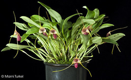Masdevallia Filaria Small Orchid Mounted - £33.82 GBP