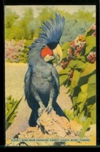 Vintage Linen Art Postcard Pluto Rare Palm Cockatoo Parrot Bird Jungle Miami FL - £10.03 GBP