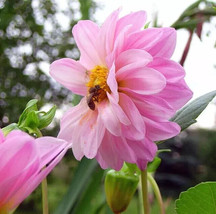 Mixed Large Authefdafdahlia 75 Seeds Giant Size 3 6 Tall Blooms - £9.85 GBP