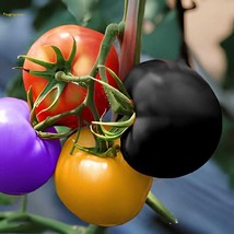 400 Seeds Rainbow Tomato Garden Organic - $10.65