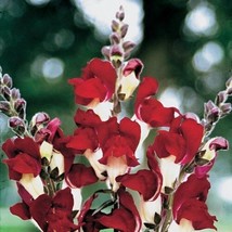 30 Antirrhinum Night And Day Snapdragon Flower Seeds Long Lasting Annual - £13.49 GBP