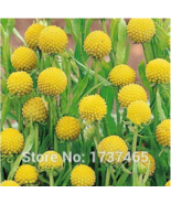 30Pcs Craspedia Globosa Billy Button Flower Potted Plants - $10.67