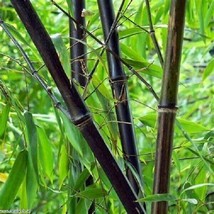 50 Zi Ran Zhu Bamboo Seeds Privacy Climbing Garden Clumping Shade Screen - £10.22 GBP