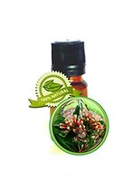 Clove Leaf Essential Oil - Syzygium aromaticum - 10ml (1/3oz) - £15.90 GBP