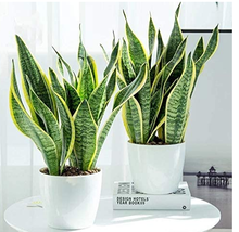 Fresh 100 Seeds Sansevieria Trifasciata Bonsai Succulent Plants Tiger Piran Flow - $8.22