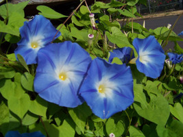 Morning Glory Vine Heavenly Blue Climbing Trumpet Flower 55 Seeds  - £6.37 GBP
