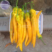 Yellow Pepper Hot Chili Horn Pepper Vegetable Seeds, 50 Seeds, very hot capsicum - £7.04 GBP