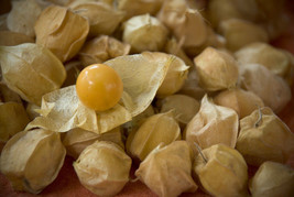 Cherry Ground Cherry Cape Gooseberry 210 Seeds*From US  - $8.35