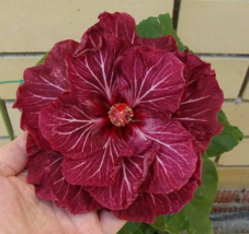 20 double dark pink hibiscus seeds perennial flower garden exotic hardy seed thumb200