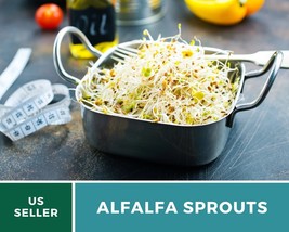 500 Seeds Alfalfa Sprouts Seed Grow All Year GMO Free Nutrient Dense - $19.23