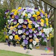 200+ Cool Wave Mix Pansy (Viola) Seeds For Garden - USA - ! - $6.30