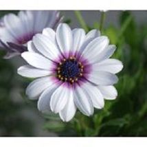 40+ White African Daisy Flower Seeds #SWB09 - $22.17