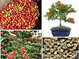 5 Seeds Arabica Coffee Bonsai Tree to Grow Exotic Indoor Bonsai Tree - £15.97 GBP