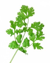 Sale 100 Seeds Fiesta Green Cilantro / Coriander Coriandrum Sativum Herb Vegetab - £7.79 GBP