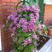 25pc CLEMATIS SEEDS USA seller Garden Plant Flower vine climber (Violet Pink) - £12.74 GBP