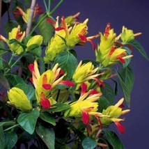 Starter Plant Fruit Cocktail Justicia Brandegeana Beautiful Unique Blooms! - £31.61 GBP