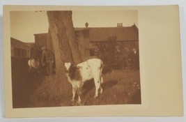 Rppc Adorable Baby Cow Calf Men Suits Postcard R7 - £6.20 GBP