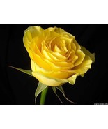 Bright Yellow #22 Rose Rose Bush 20 or 100 Seeds~Rare-Free Shipping-USA ... - £2.36 GBP+