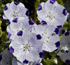 Sale 750 Seeds Five Spot Nemophila Maculata White &amp; Purple Flower USA - £7.91 GBP