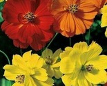 Cosmos Seeds 100 Bright Lights Flower Mix Orange Yellow Annual Fast Ship... - $8.99