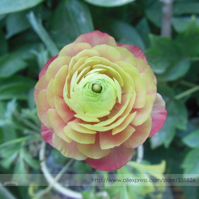 Sang Ye Mudan Red Pink Yellow Green Peony Seeds 5 Seeds - $7.99 Sang Ye Mudan Red Pink Yellow Green Peony Seeds 5 Seeds - $7.99