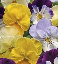 20 Cool Wave Edition Pansy Seeds  Garden Flowers Beautiful Mix Planting - £10.37 GBP