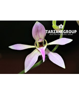 ANCISTROCHILUS ROTHSCHILDIANUS SMALL ‘HERSHEY’S KISSES ORCHID SPECIES PO... - $33.00