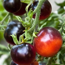 USA SELLER Mpb#6 Seeds Tomato Indigo Rose 25 Tomato Seeds - £14.19 GBP