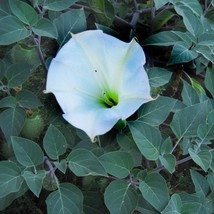 Moonflower Seeds Datura Inoxia 10 Seeds Usa Fast Shipping - £23.32 GBP