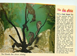 Chrome FL Postcard O428 Florida Sea Horse History Marine Studios Curteic... - $3.47