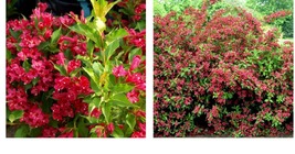 Live Potted Plant - Ruby Red Weigela Shrub - 6-12&quot; Tall, 4&quot; Pot - Weigela rubrun - £49.36 GBP